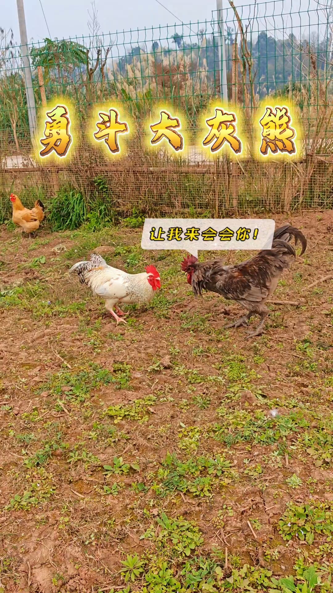 霸气的小公鸡迎来超级挑战