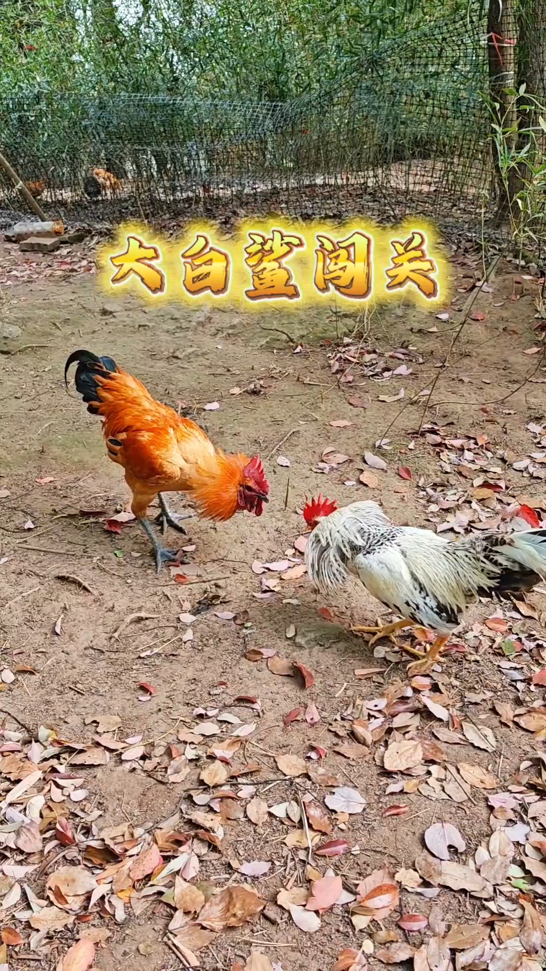 鹊山公鸡迎来挑战,赢了给单间,输了编入混养区