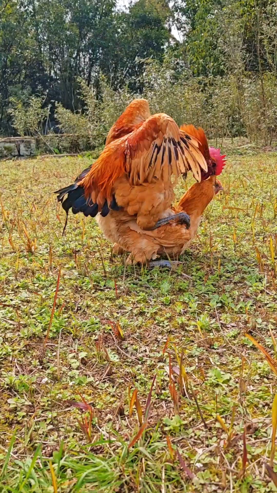 高大的母鸡据说能上九斤,看上去比公鸡还大