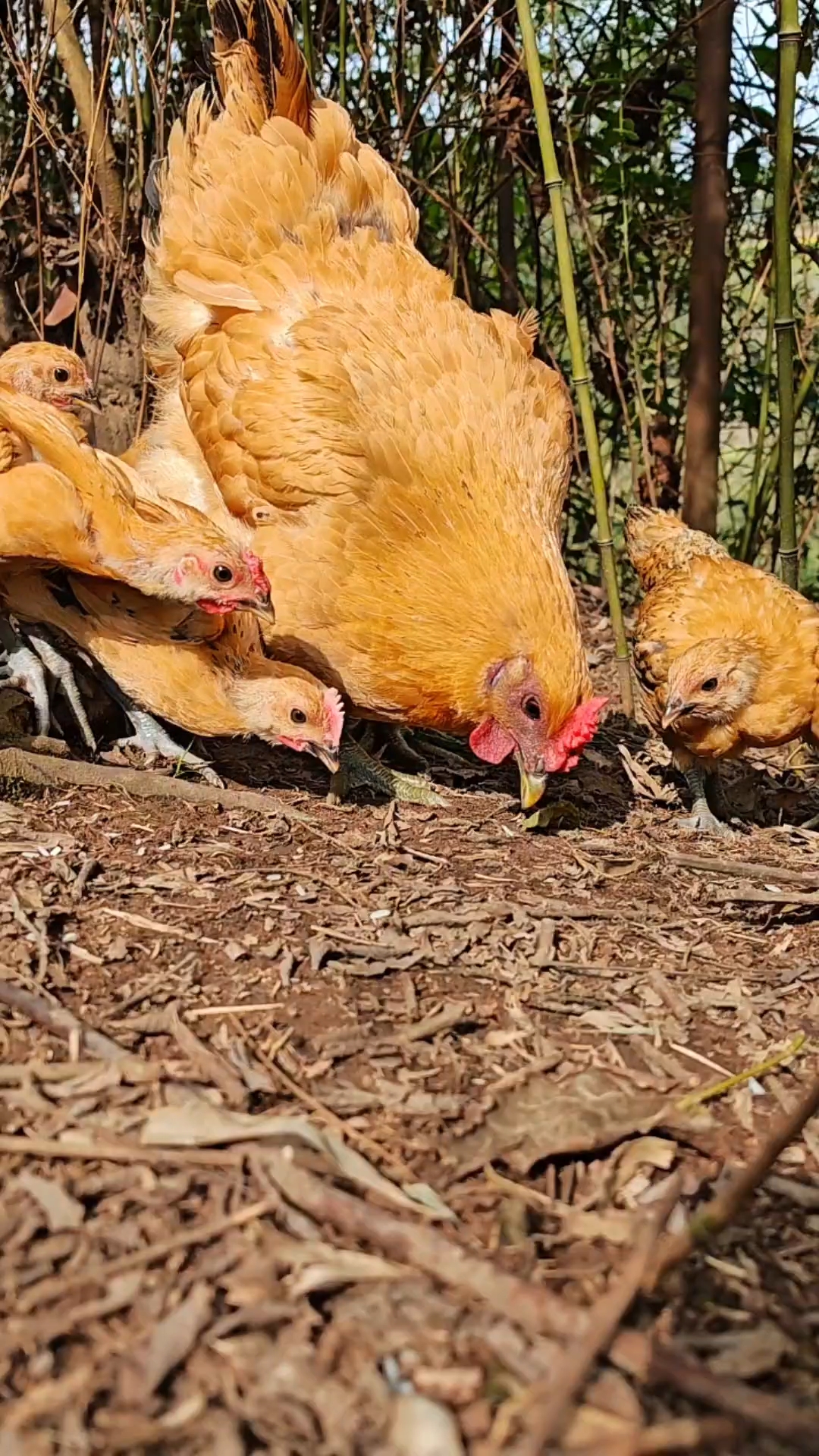 春日里,可爱的小鸡有母鸡带领,真的太幸福了