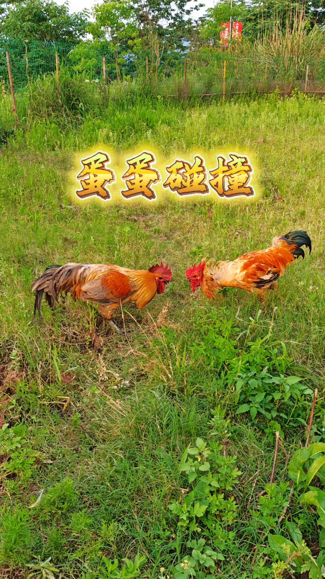 新秀大公鸡皮蛋挑战土鸡酒馆老大，感受力量的碰撞 #农村原生态散养土鸡# #土鸡打斗#