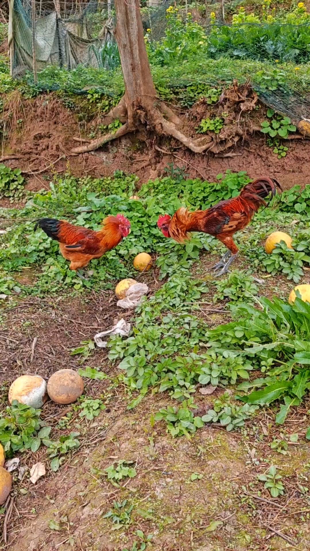 大公鸡田间比武,没想到遇到了真正的高手