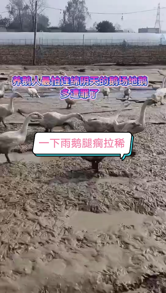 一下雨鹅腿瘸拉稀