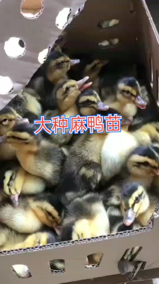 大型鸭苗孵化场,大种麻鸭苗