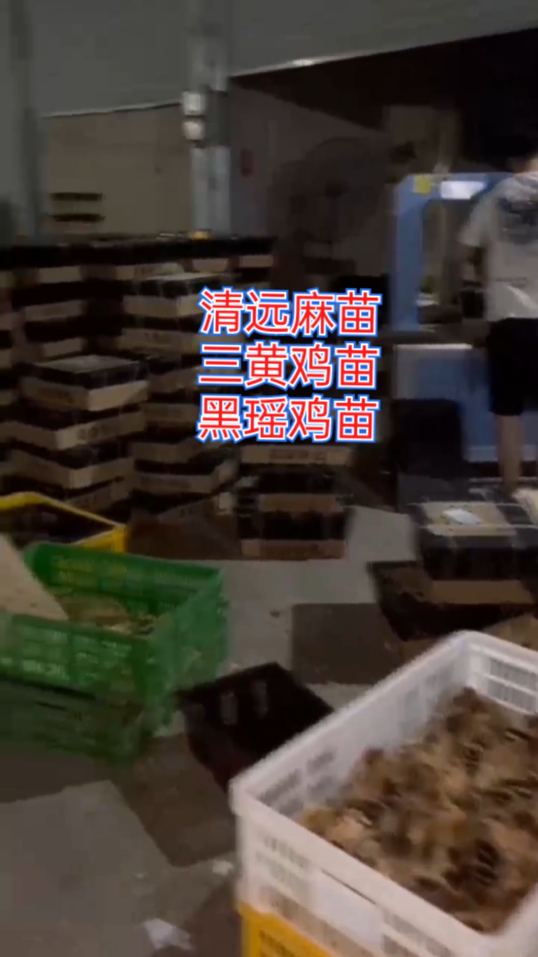 清远麻苗三黄鸡苗黑瑶鸡苗