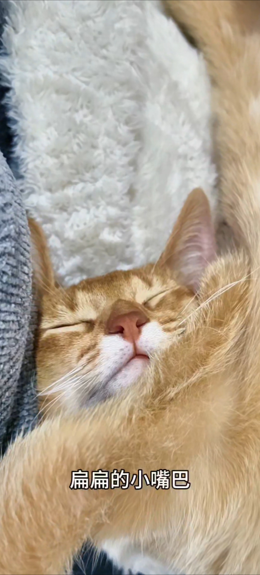 这姿势大概是 做梦在抓小鸭子吧。#哈基米睡着啦##搞笑日常# #猫咪#