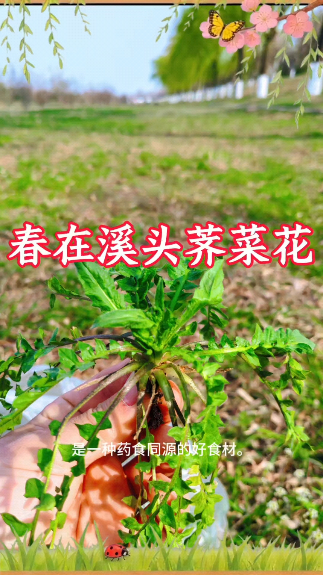 #春天就吃这一口#春天的荠菜,你吃过吗?#野菜采摘日常# #舌尖上的春味#