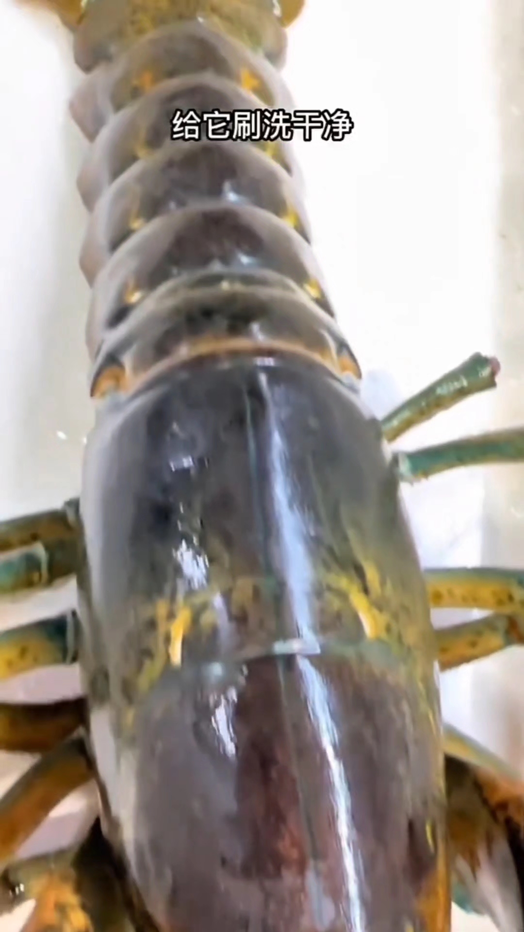 分享一道蒜蓉粉丝蒸龙虾的做法