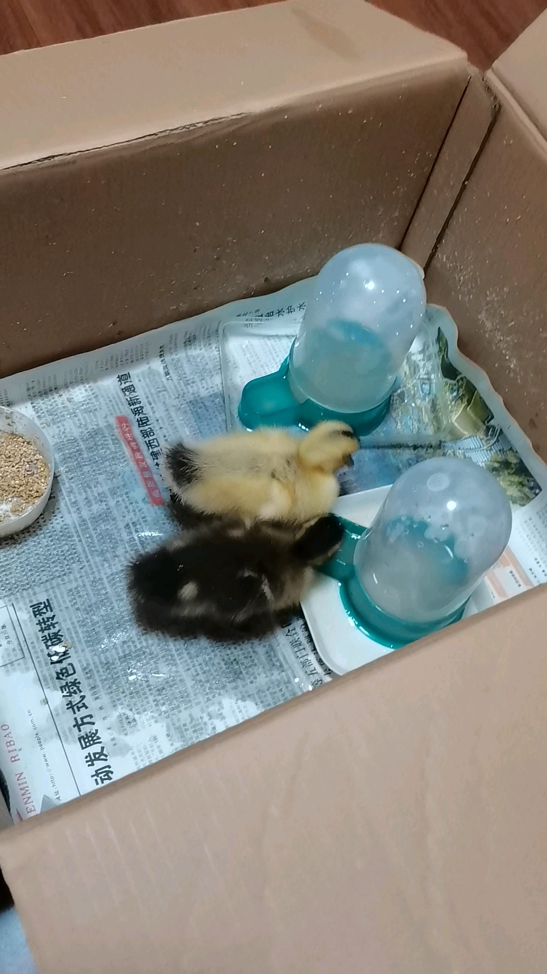 小鸭子不停的吃,不停的拉屎,不讲卫生啊