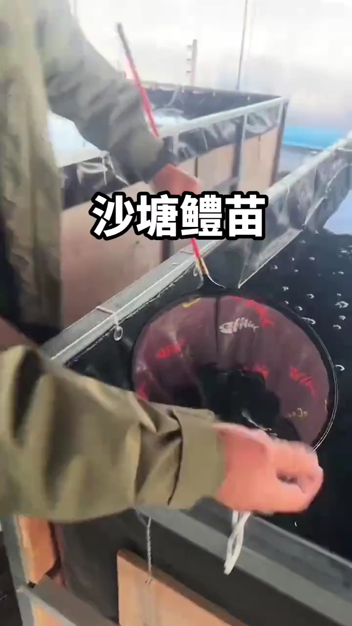 肉质鲜嫩的老虎鱼,又叫呆子鱼虎头鲨等等