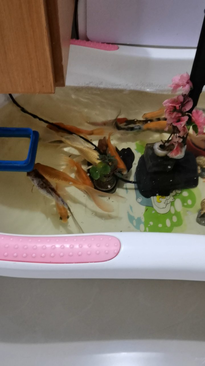 鱼儿鱼儿在欢快的游泳