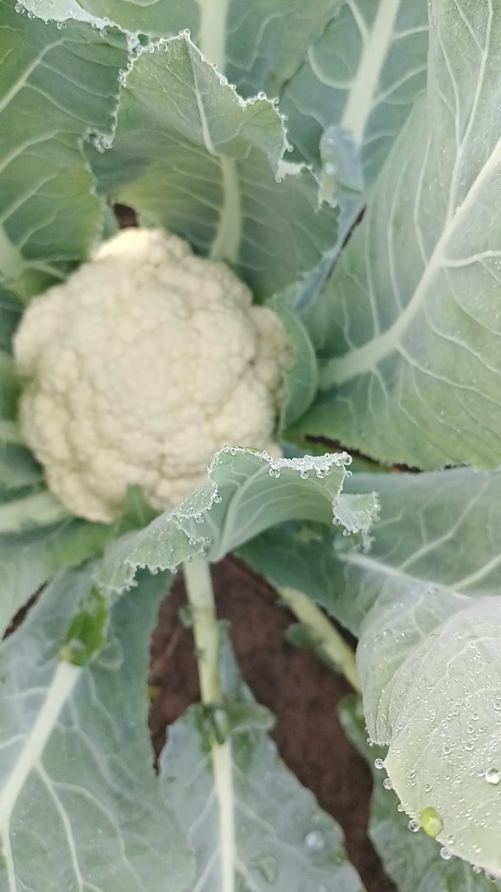 有机菜花