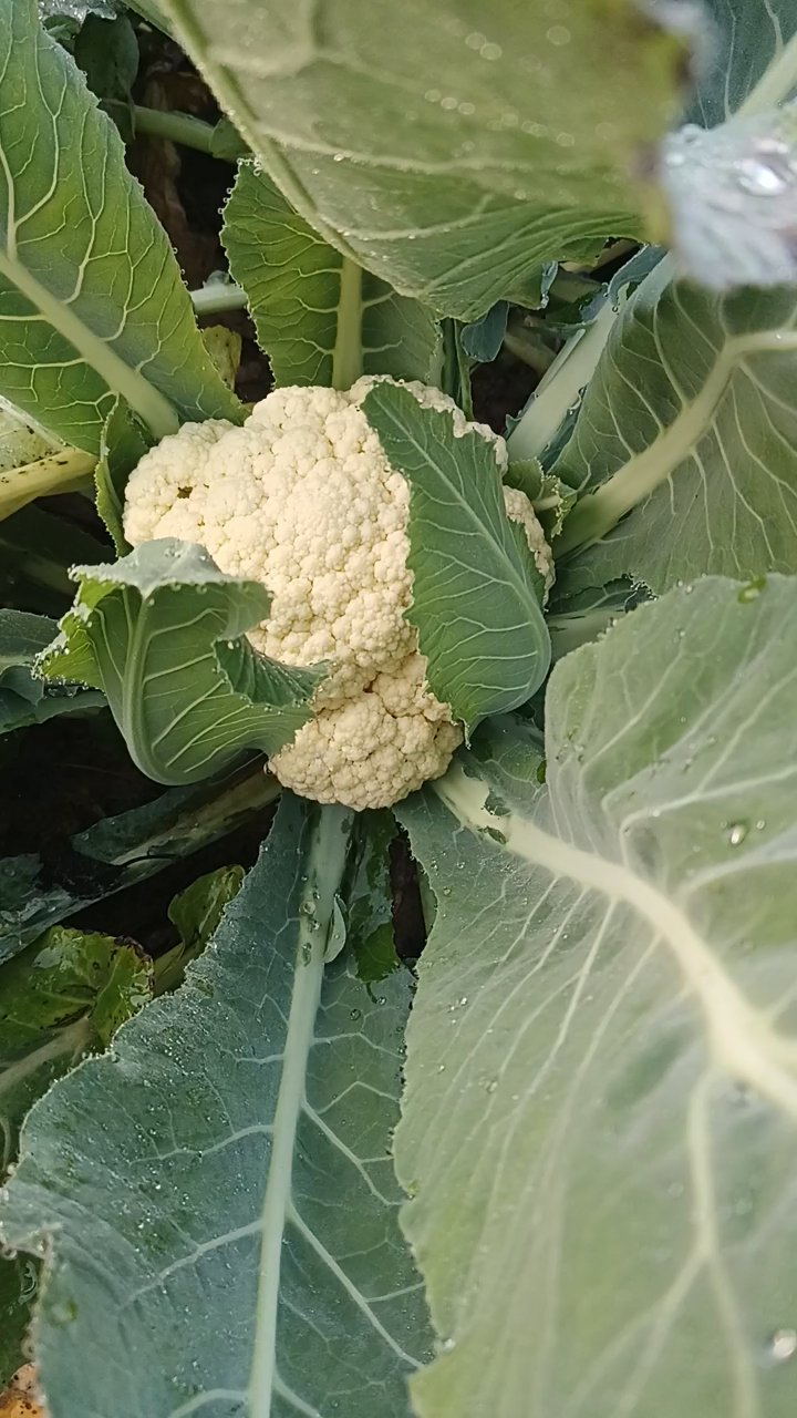 有机菜花