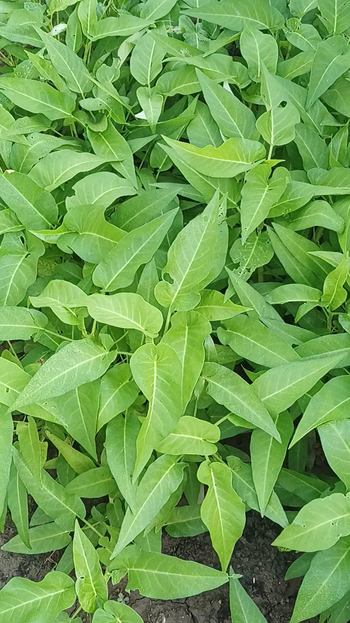 空心菜