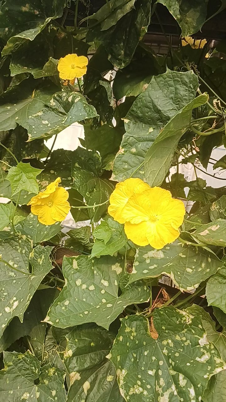 这些丝瓜花真美!