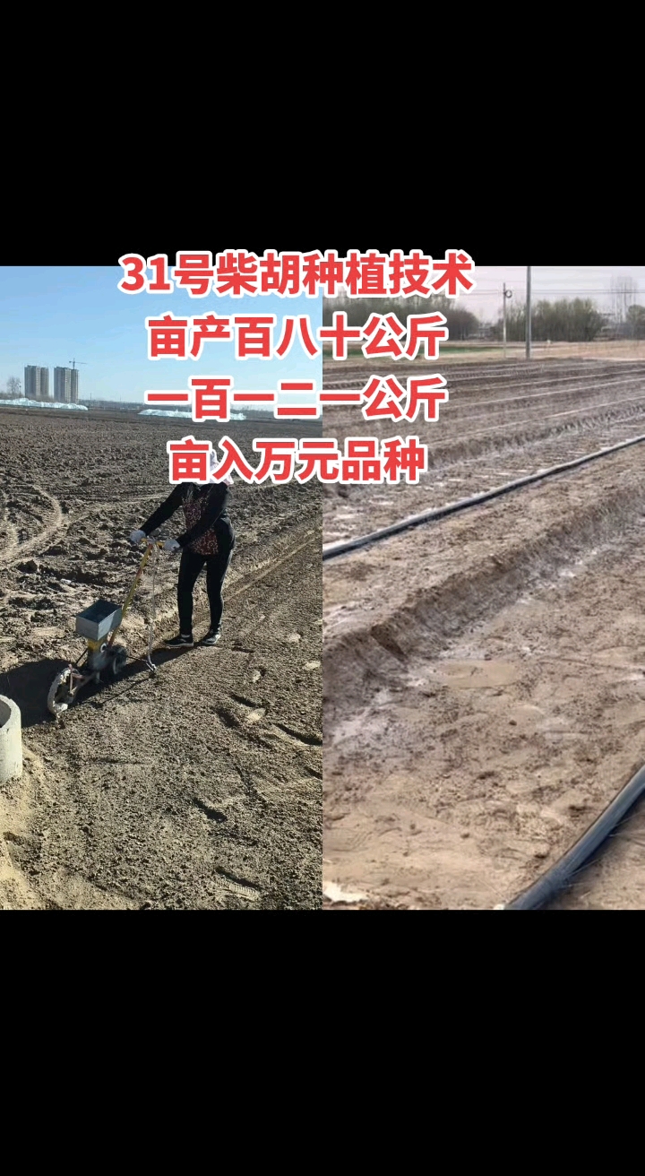 31号柴胡种植技术视频指导
