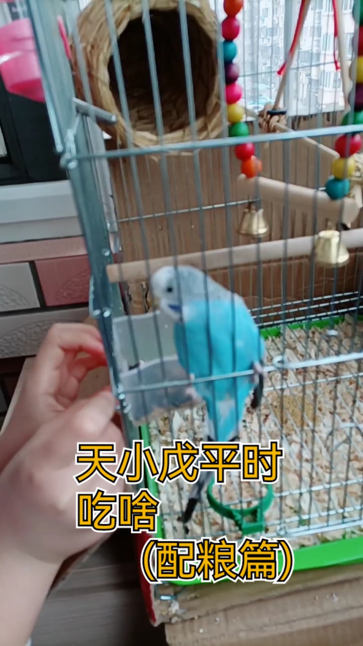 天小戊平时吃啥(配粮篇)#虎皮鹦鹉#