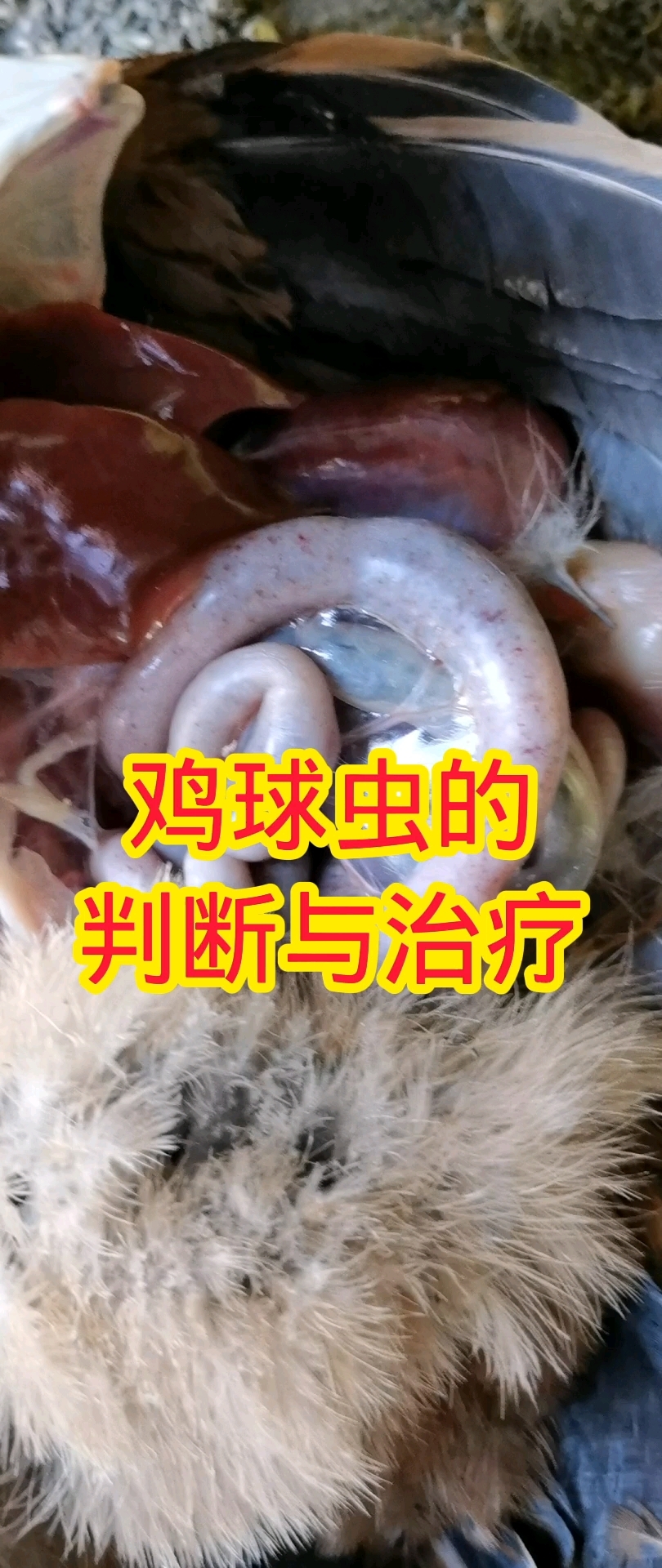 鸡球虫的判断与防治