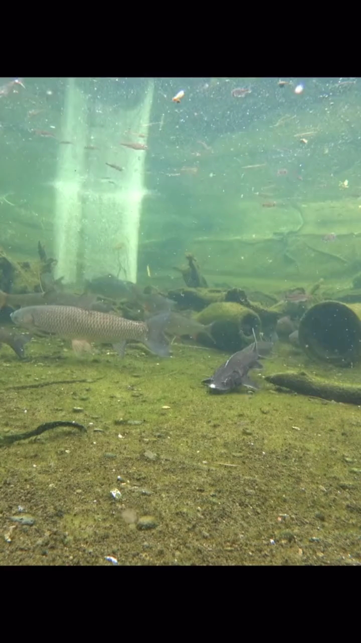 高清拍摄鲤鱼,鳊鱼,青鱼,鲈鱼,鲢鱼,嘎鱼,面对饵料真实反应