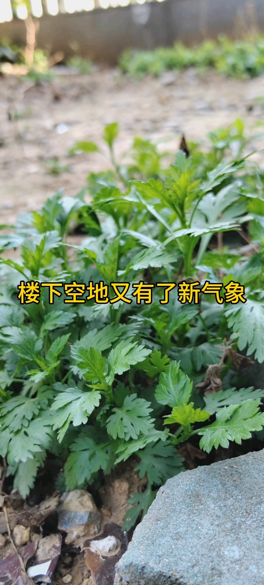又可添一道菜,菊花脑蛋汤。