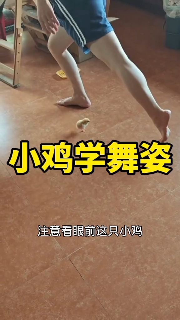 小鸡模仿主人学舞姿,样子好可爱