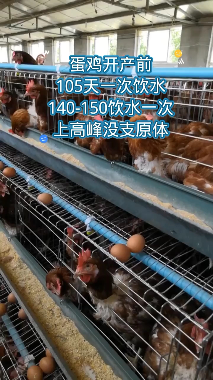 蛋鸡养殖技术服务指导