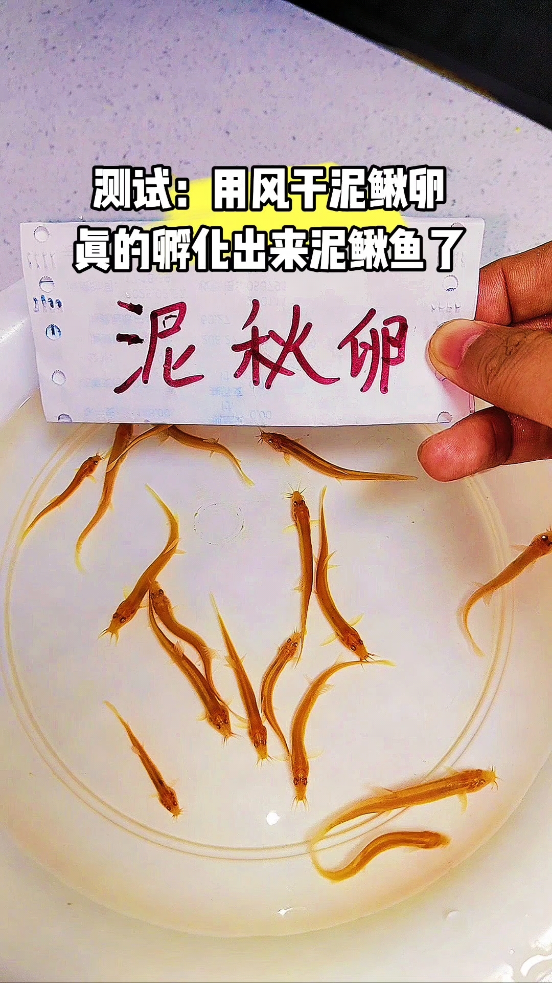 孵化出来的怎么是红色泥鳅鱼?