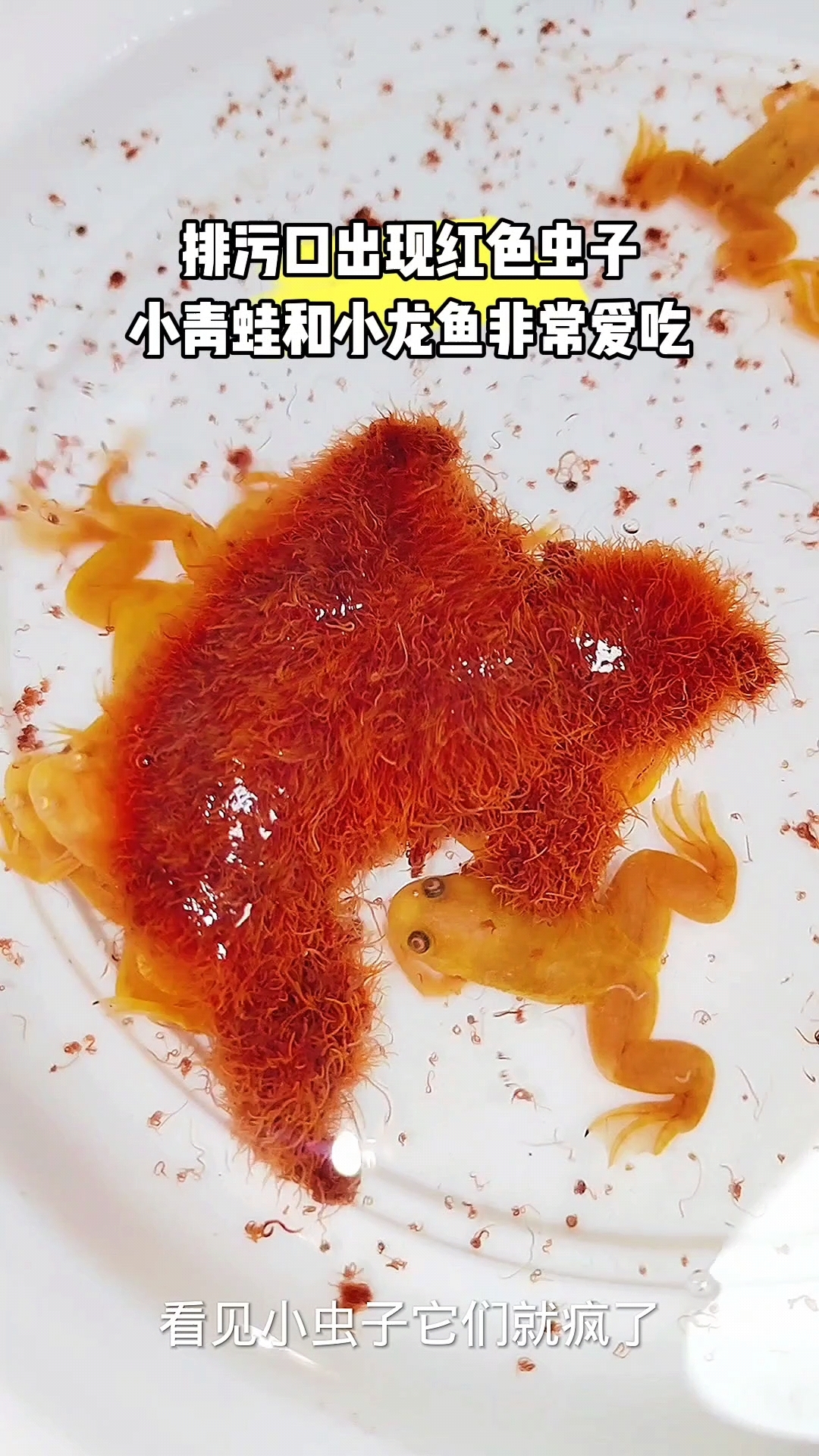 排污口出现红色虫子