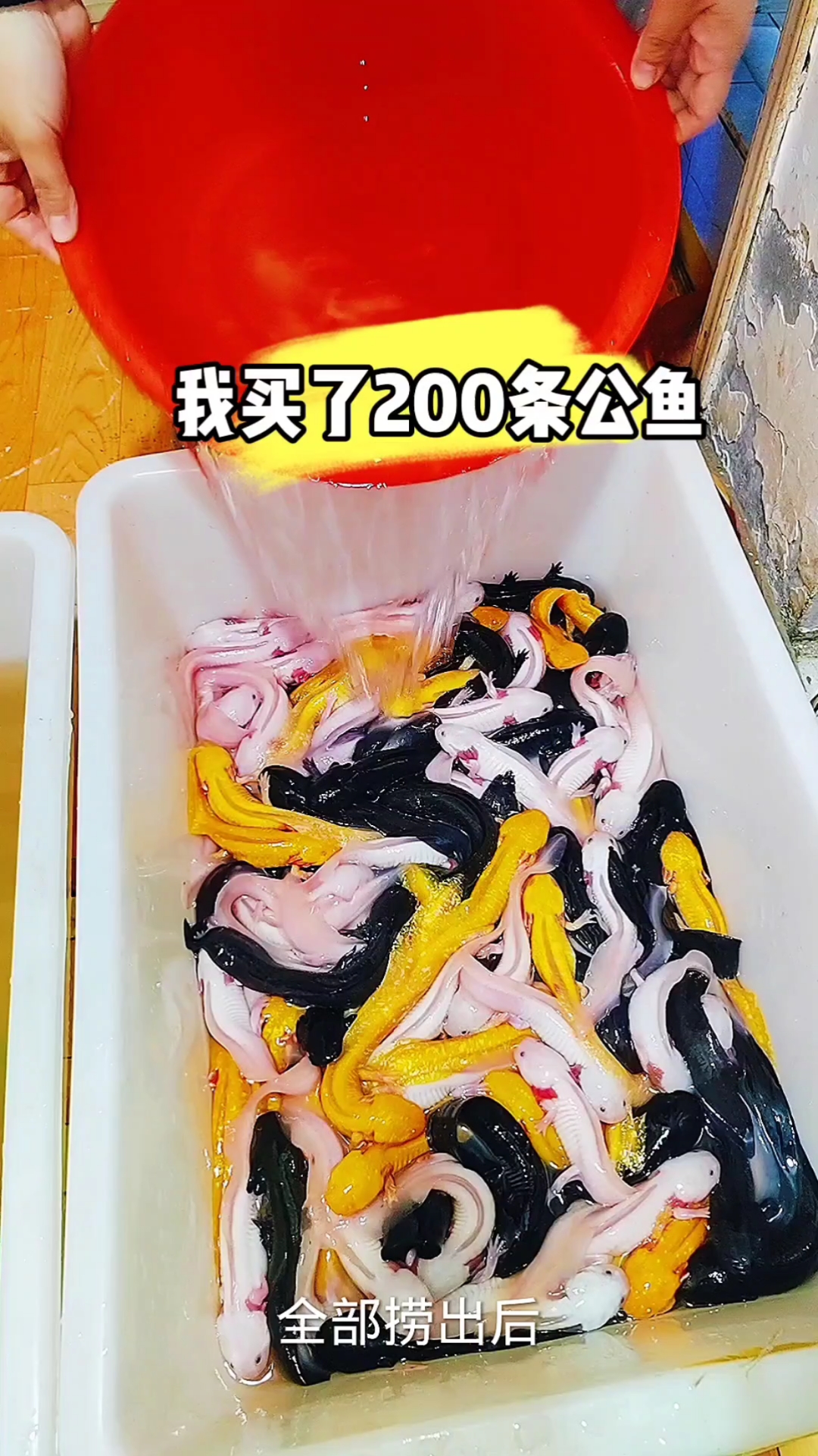 我买了200条公鱼