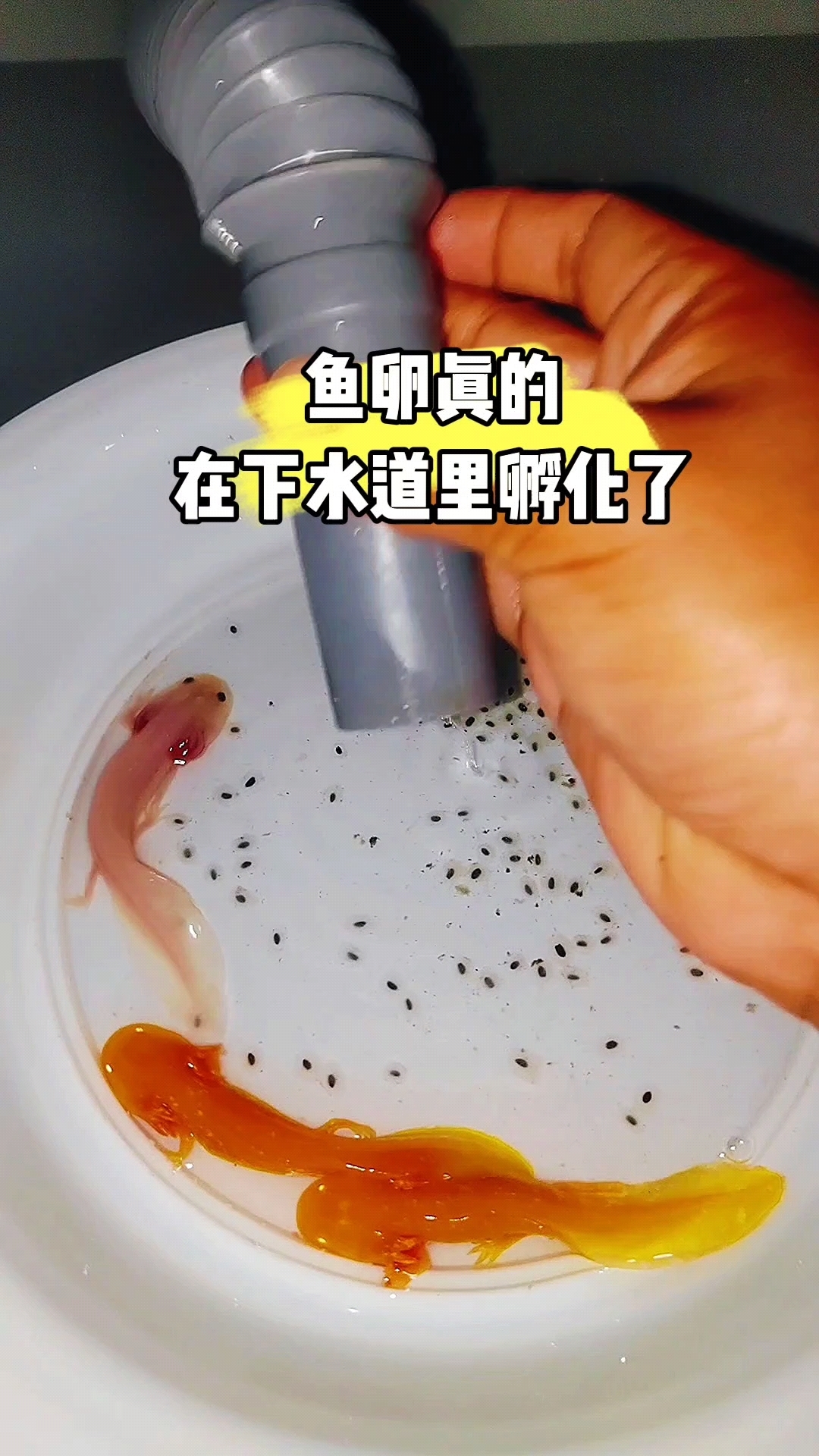 鱼卵在下水道里孵化了
