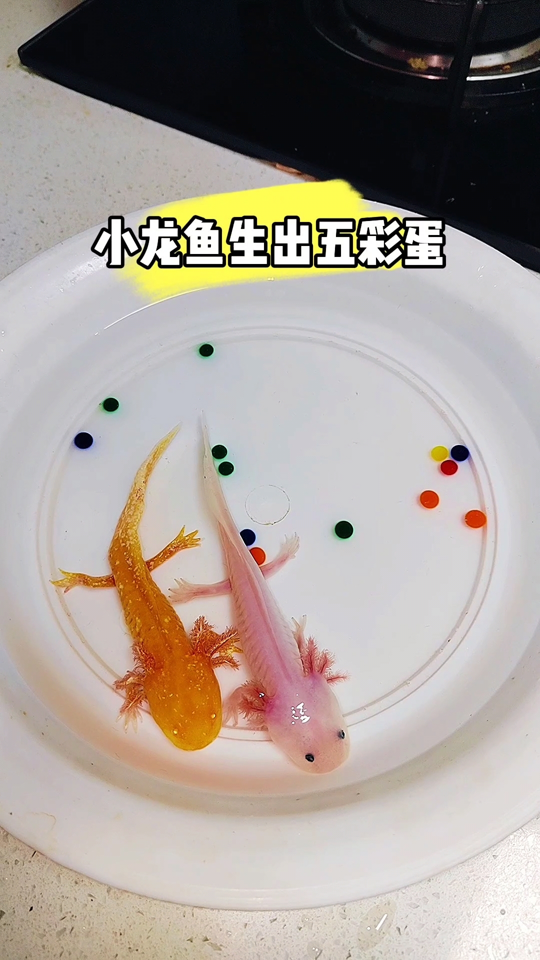 小龙鱼生出五彩蛋