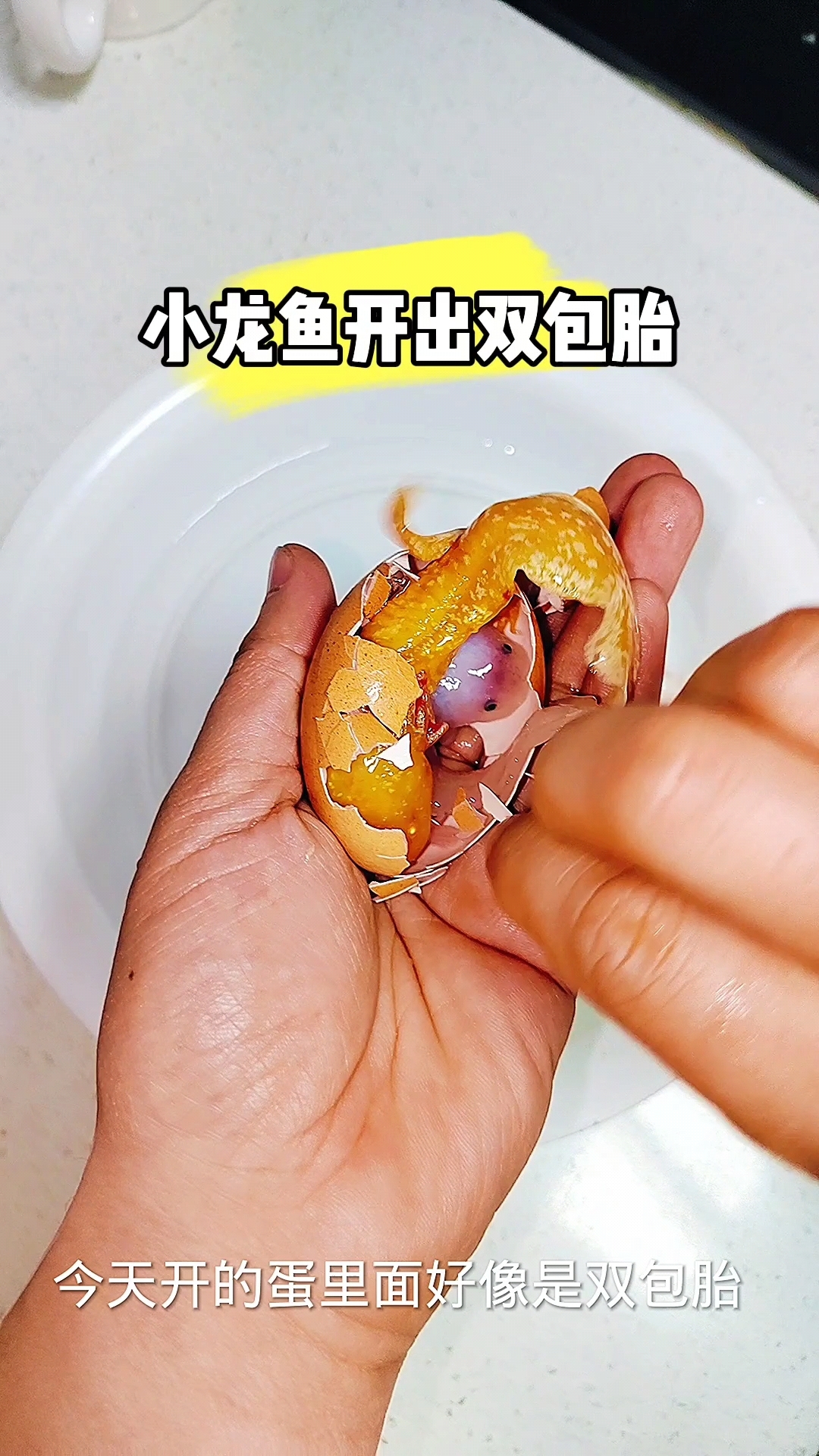 小龙鱼开出双包胎