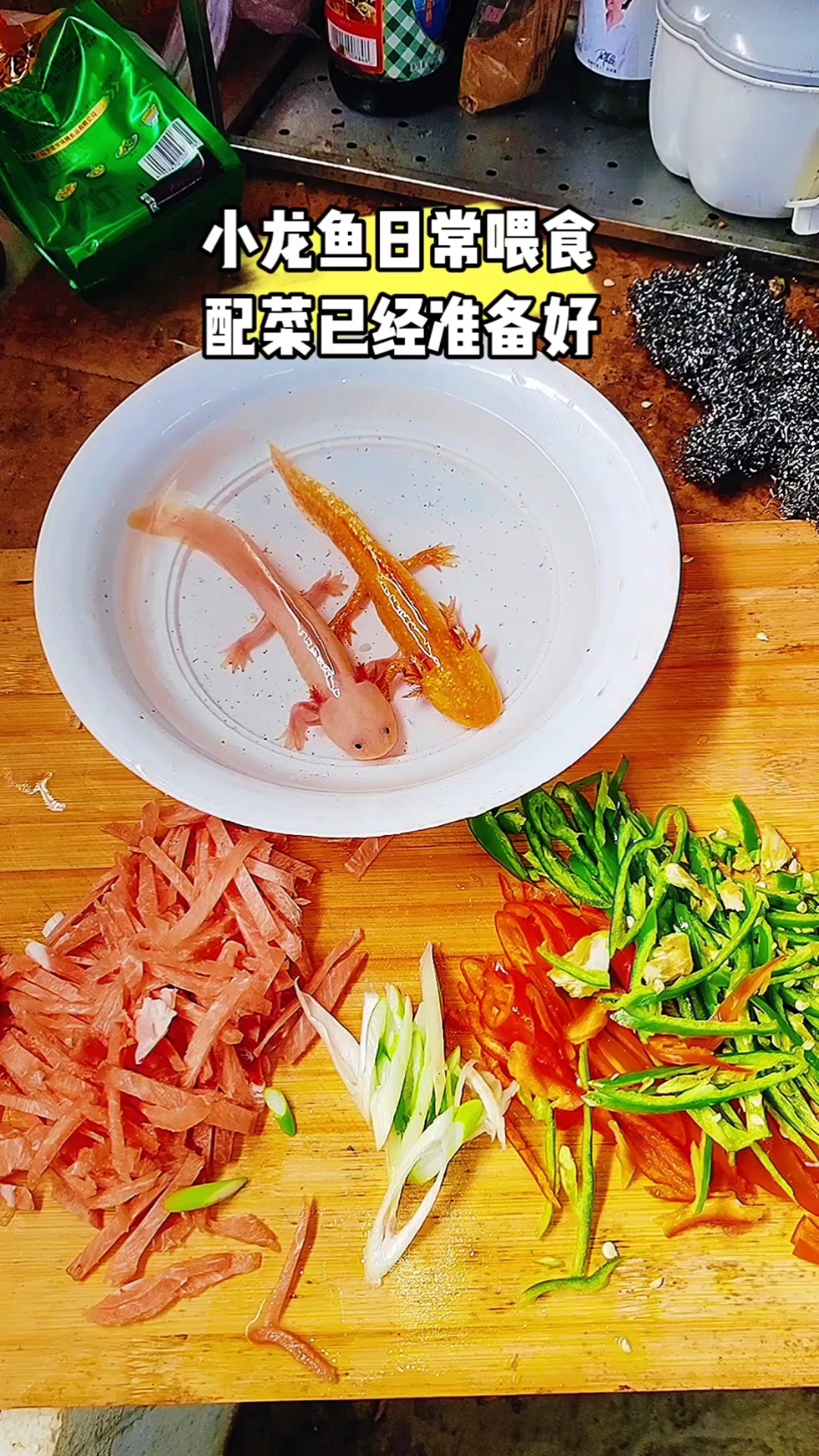 家人们,你们都喂小龙鱼吃甚么?