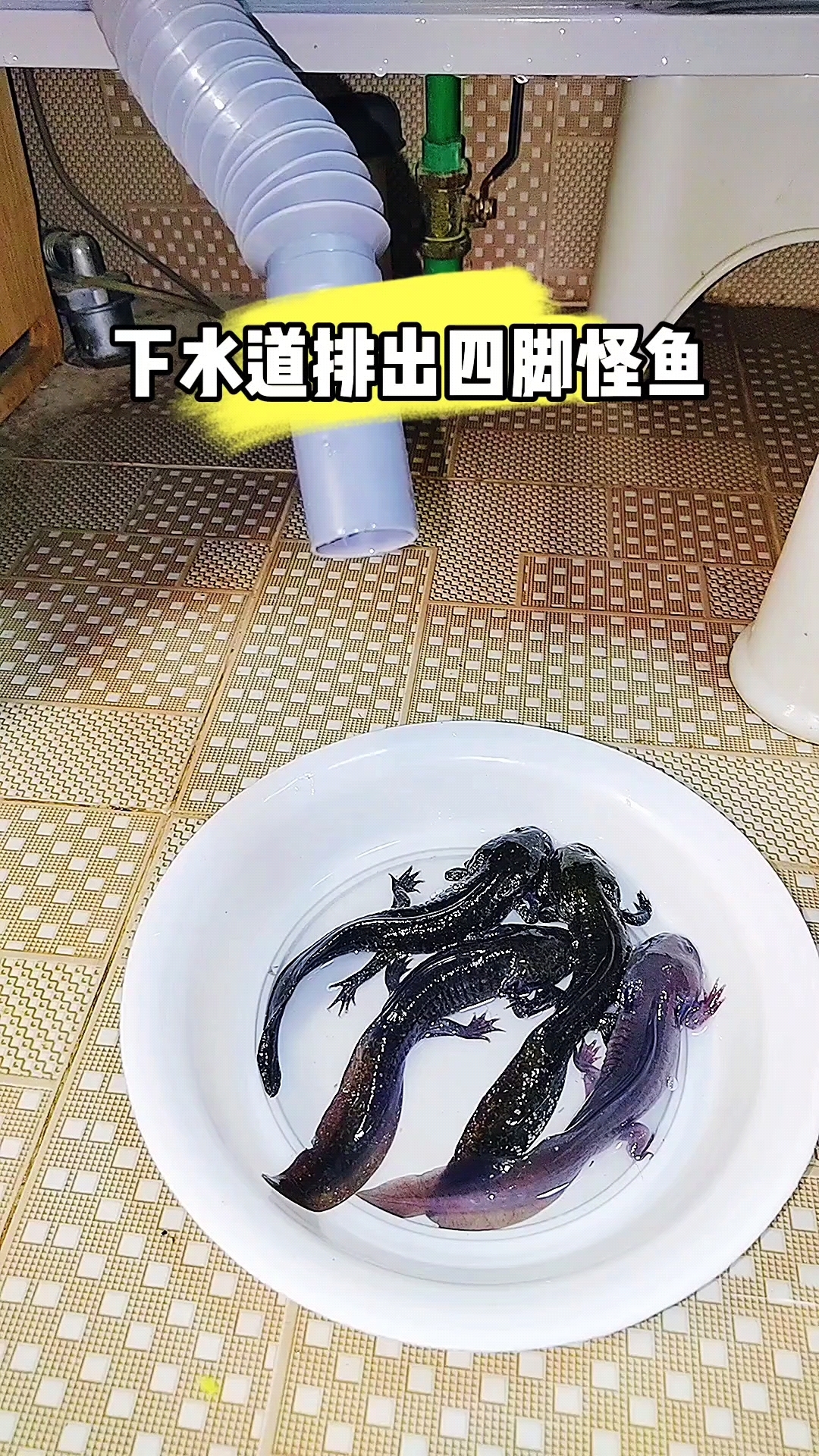 下水道拍出四脚怪鱼