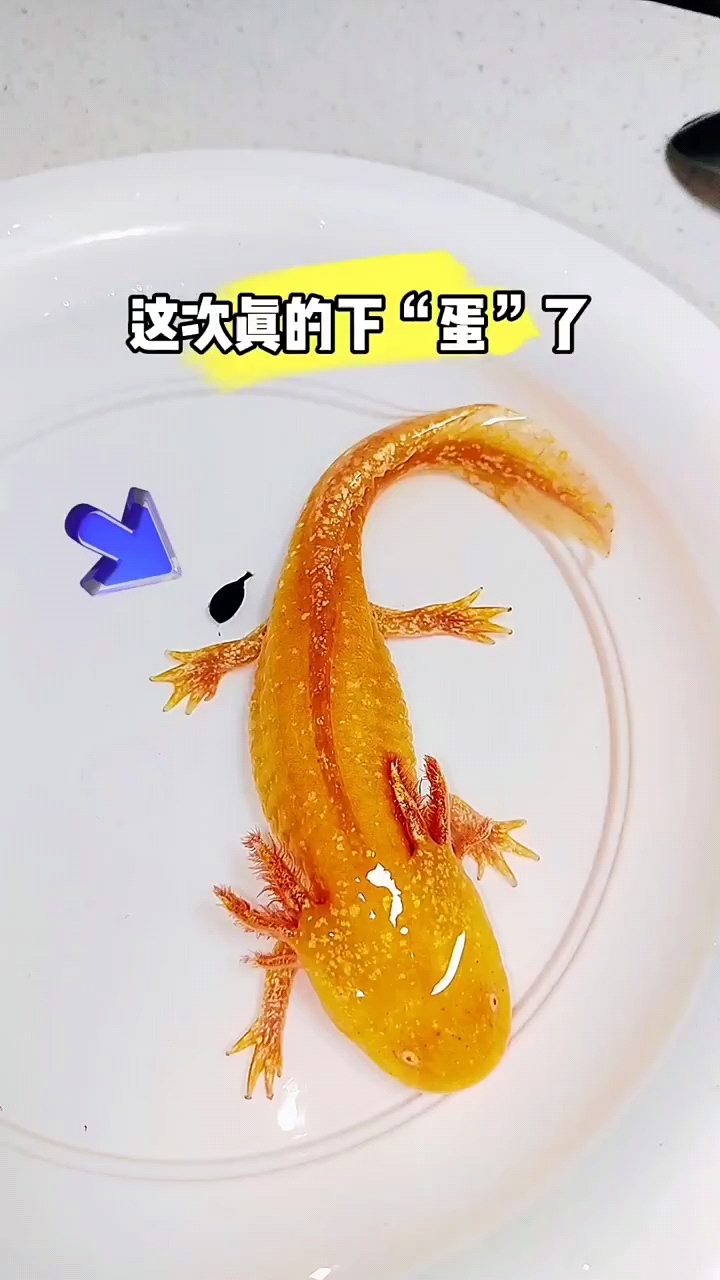 这次真的下鱼卵了