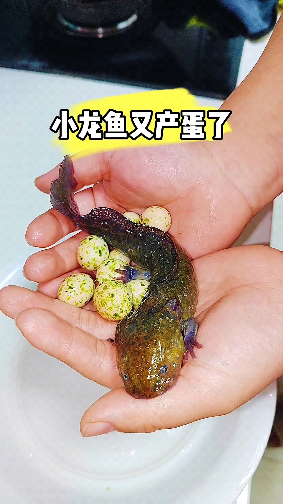 大黑龙鱼又产蛋了