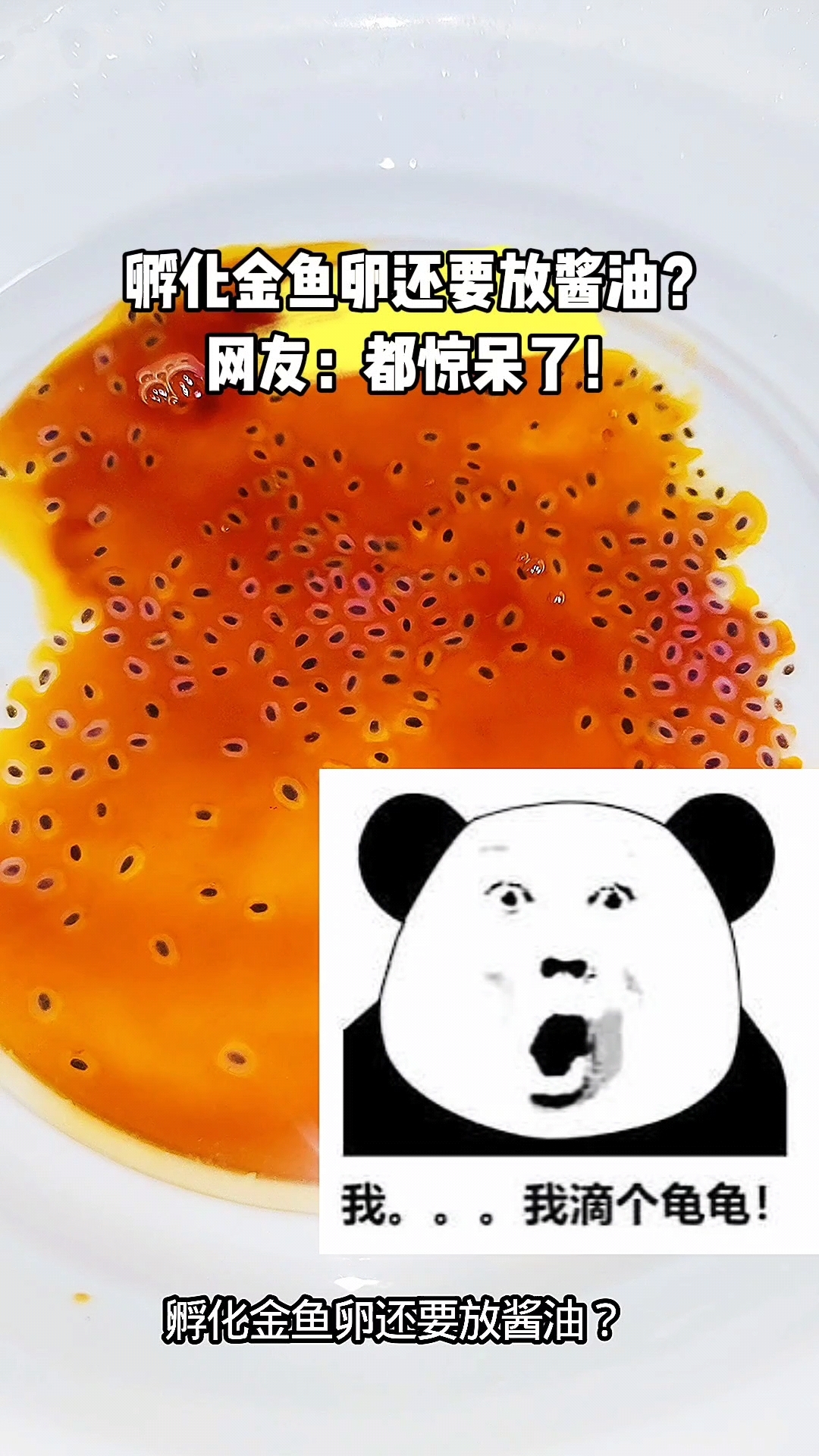 孵化金鱼卵太难了,你有啥好办法吗?