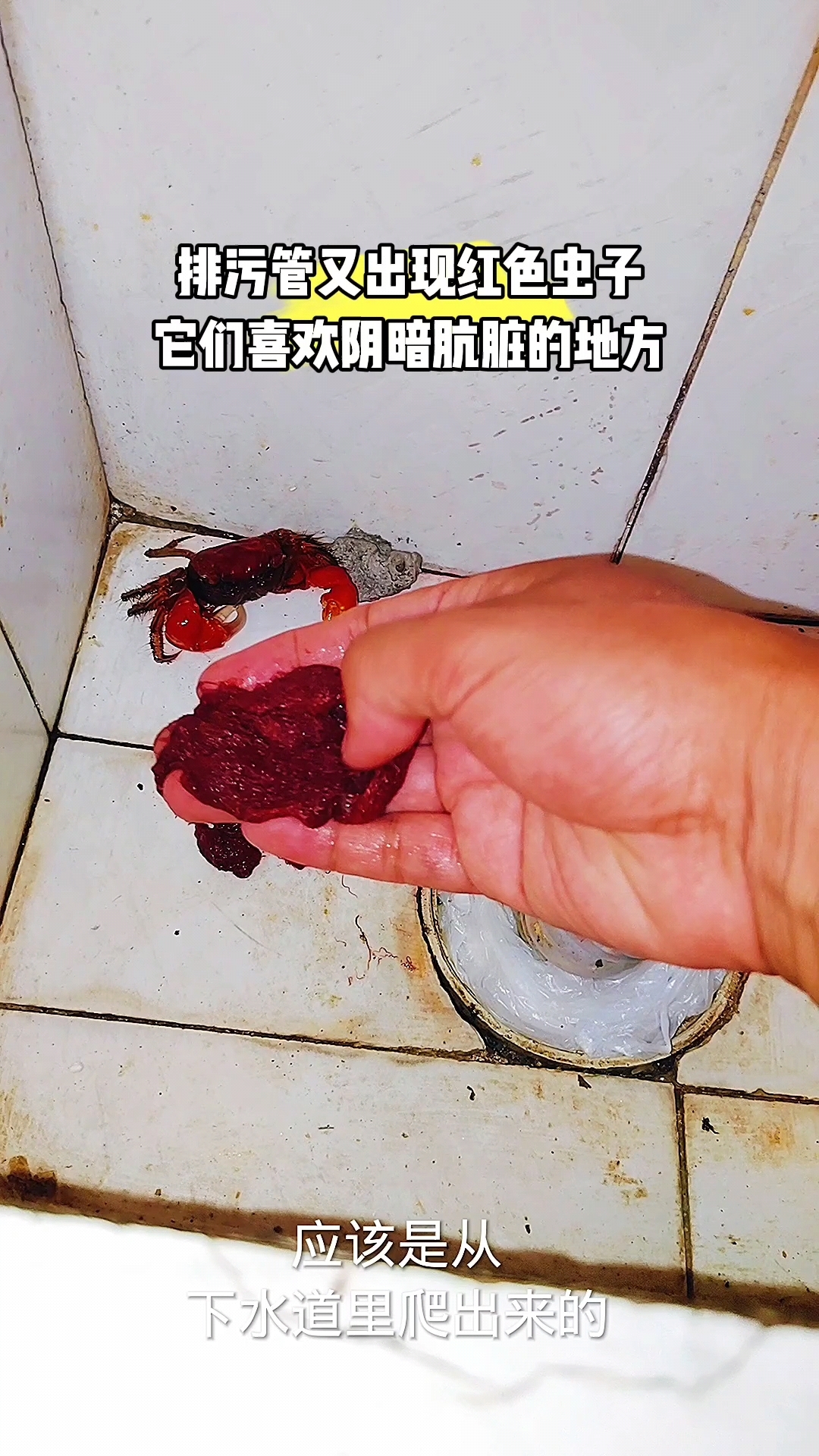 排污管又出现红色虫子