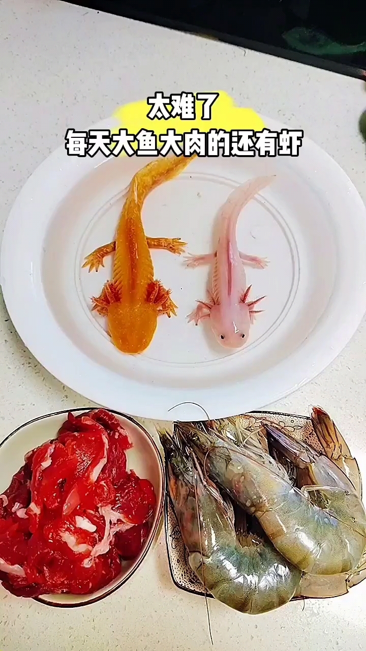 每天大鱼大肉的都快喂不起了
