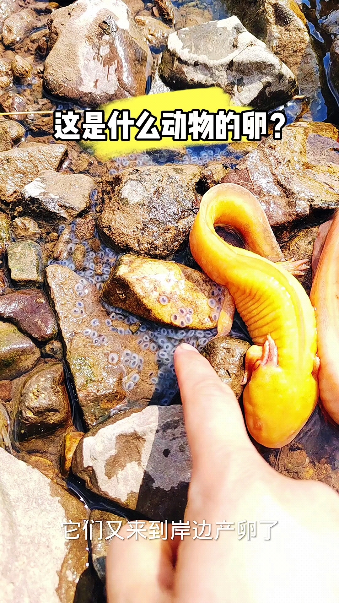 这是什么动物的卵?