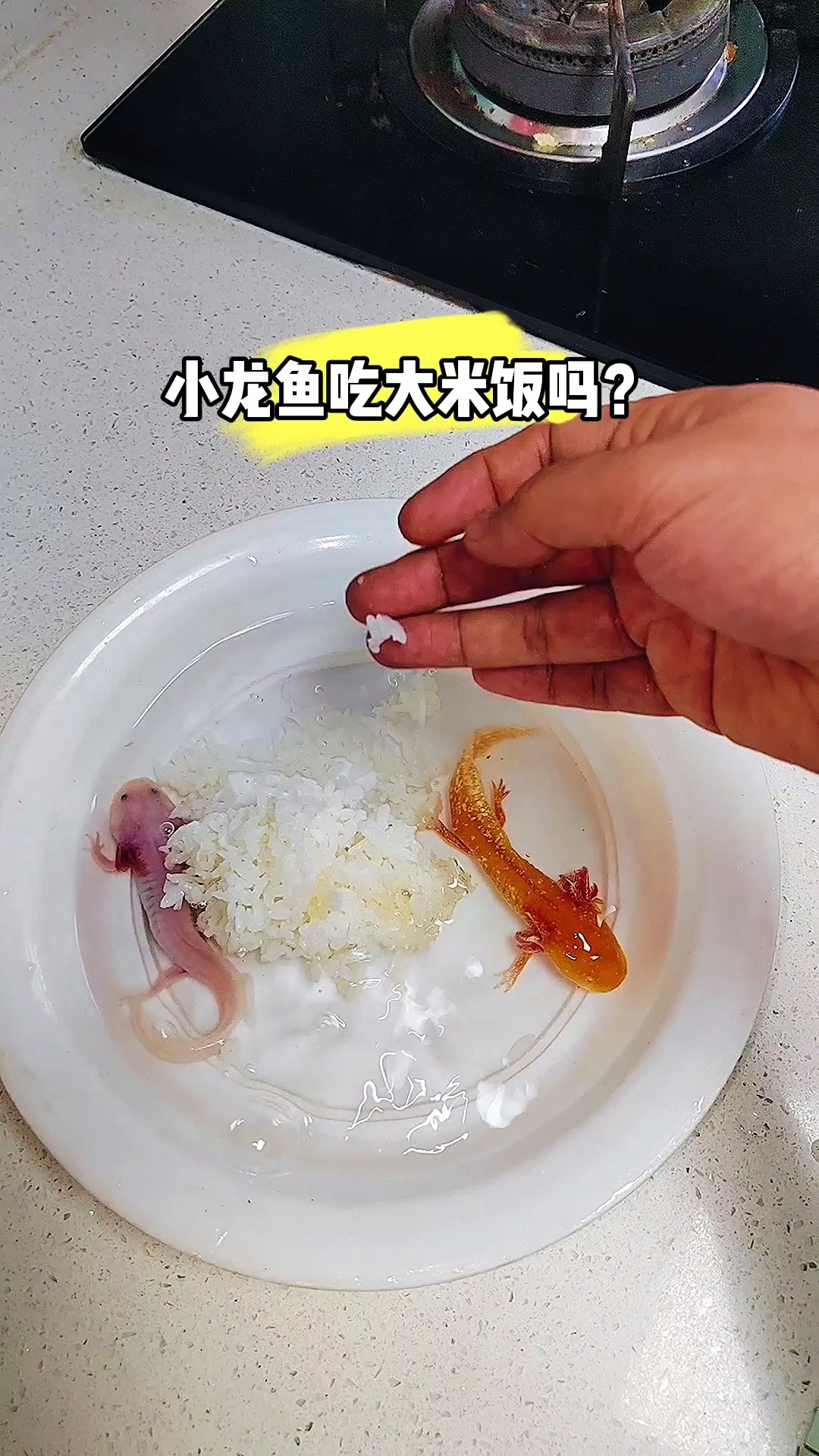 小龙鱼吃米饭吗?