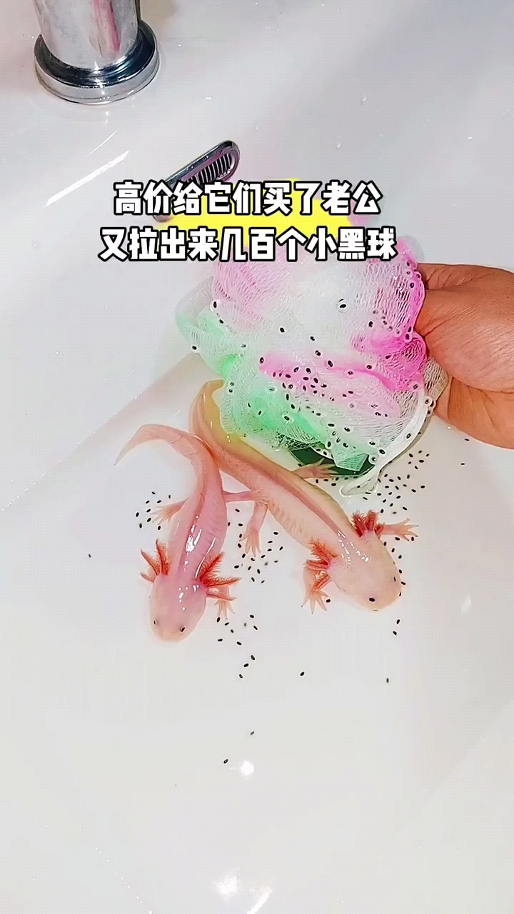 给大龙鱼配上老公了