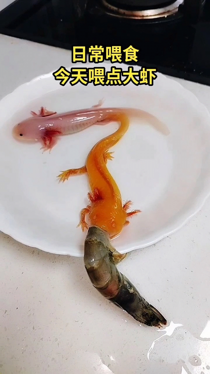 今天给小龙鱼喂点大虾!