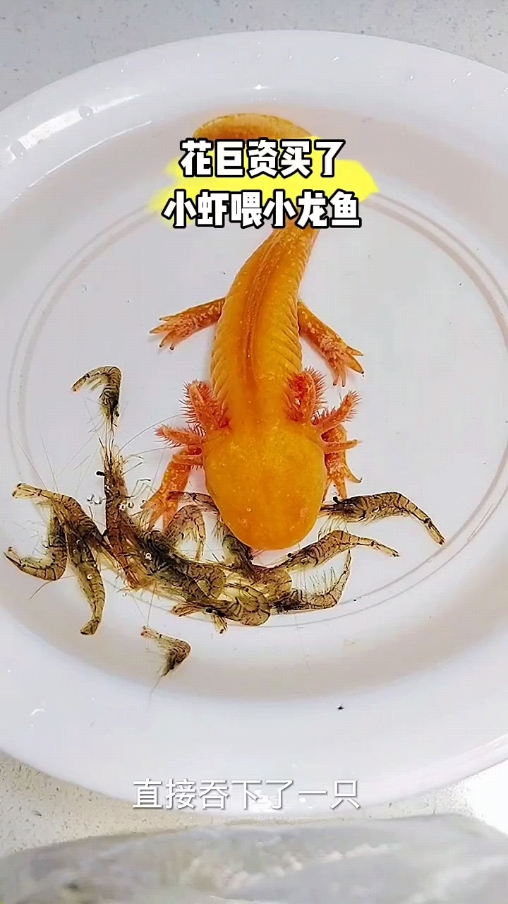 小龙鱼吃虾米全过程
