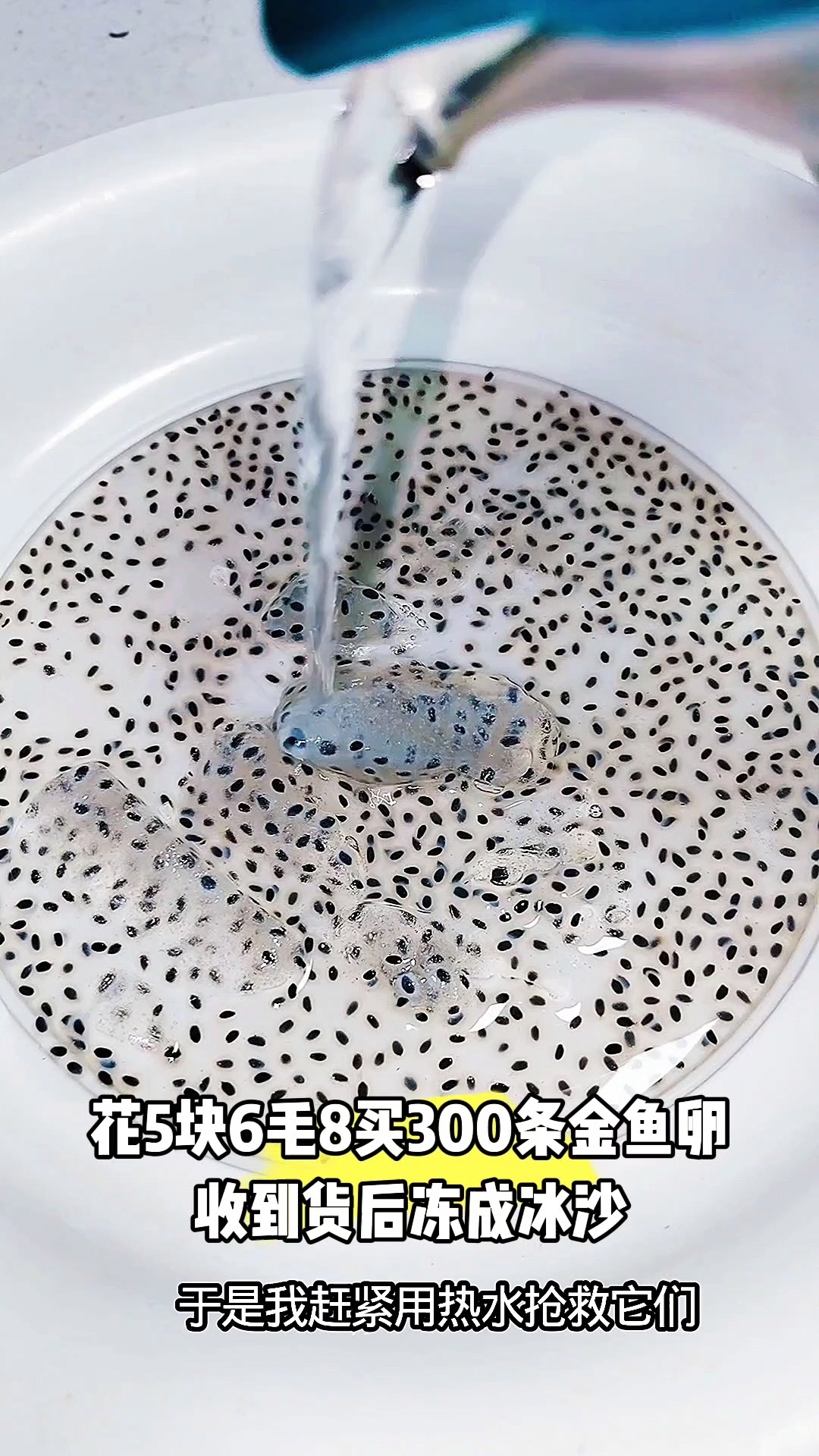 你们说这次金鱼卵是放在冰箱里的先孵化出来,还是恒温箱里的呢?