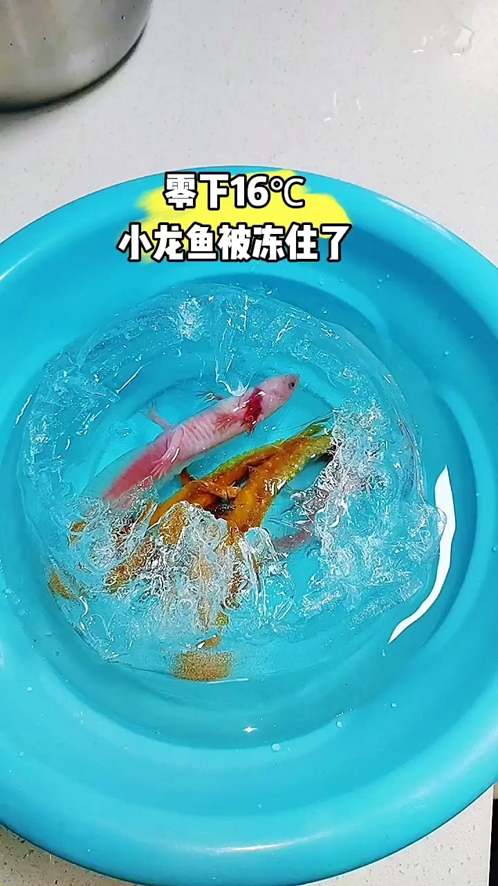 零下16度小龙鱼被冻住了