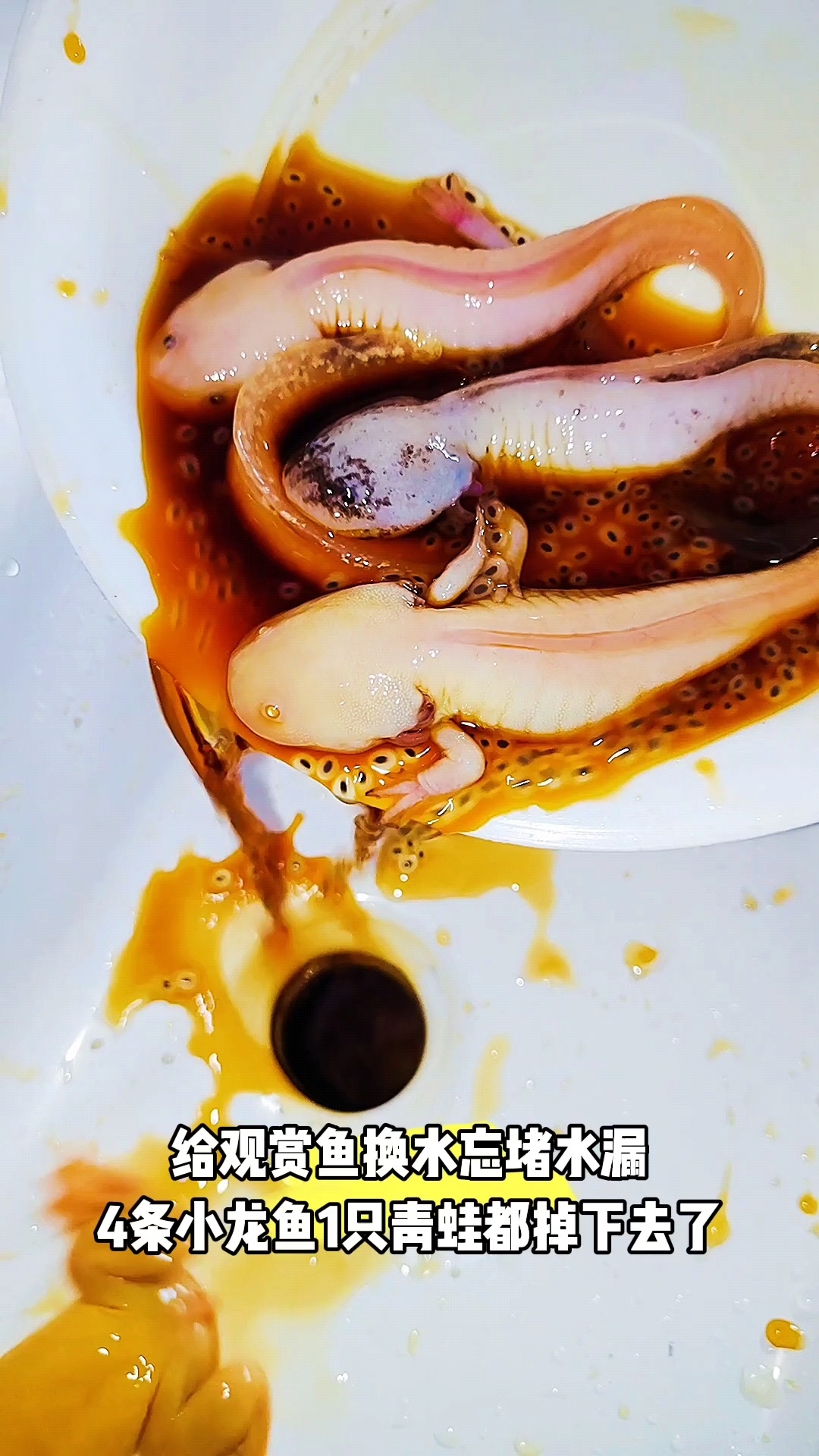 给观赏鱼换水竟遭“意外”!