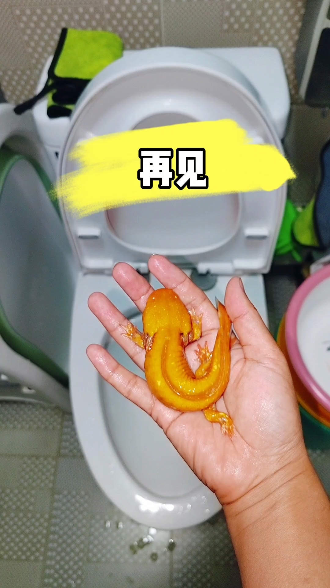 再见了我的小龙鱼
