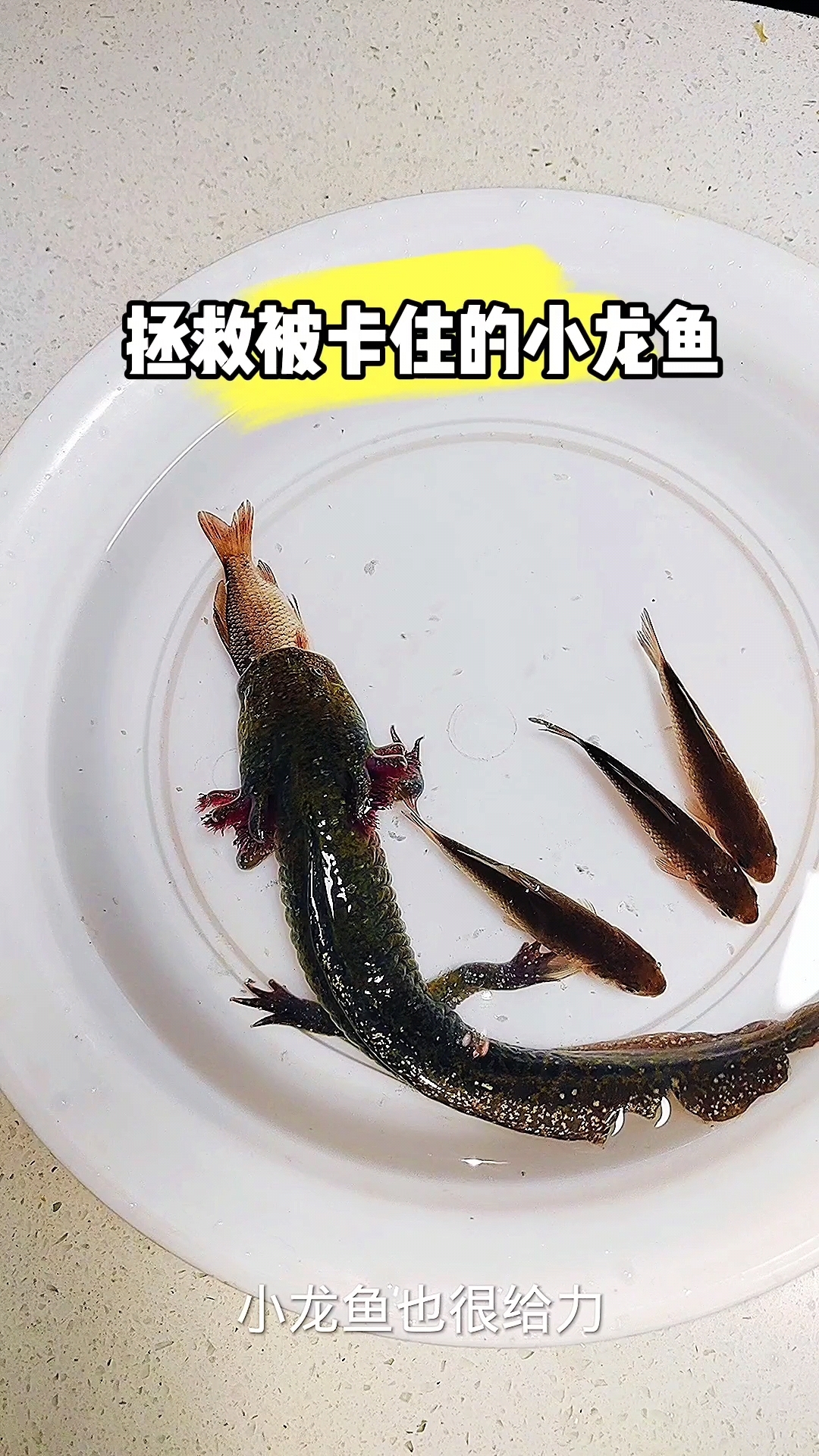 拯救被卡住的小龙鱼