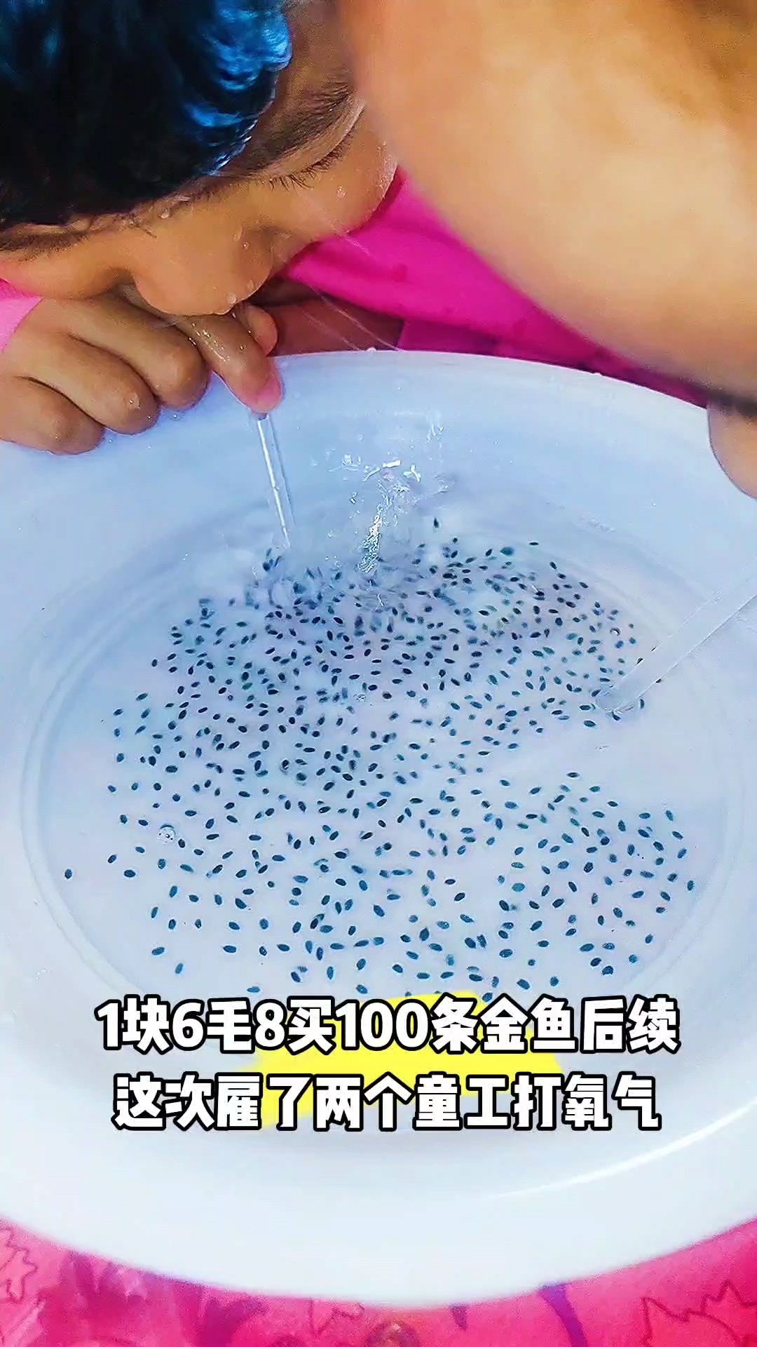 人工给金鱼卵打氧气!